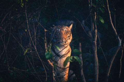 Royal Bengal Tiger from Jim Corbett National Park
