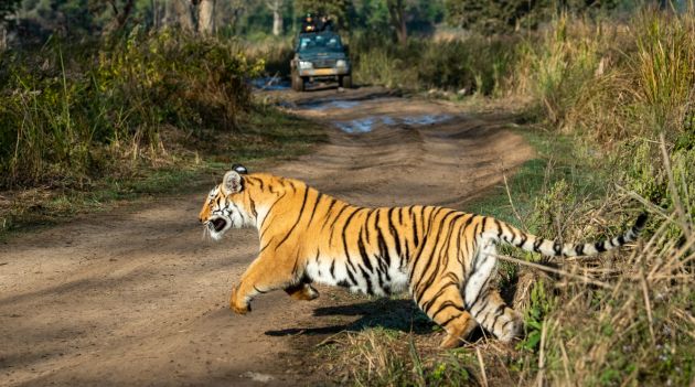 Birds and Mammals in Himalayan Tiger Country