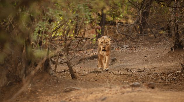 Gir National Park