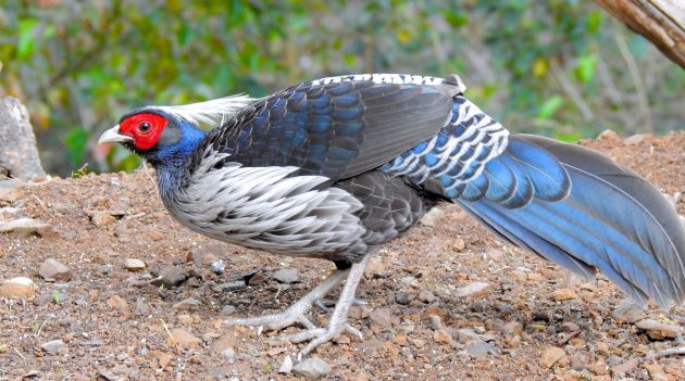 Himalayan Pheasants and other 70 Top Birds of Pangot