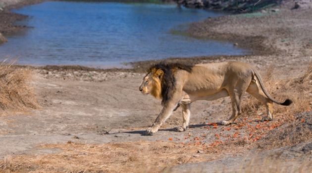 A Short Gir National Park Tour