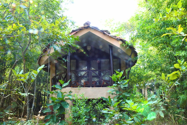 Monsoon Forest, Bandhavgarh