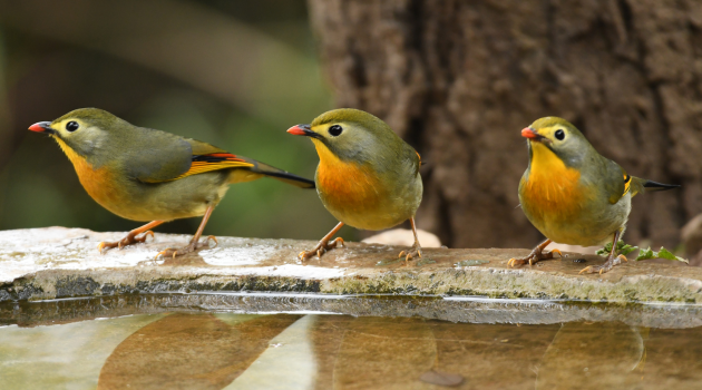 Photographing Birds and Mammals in Pangot and Sat Tal 