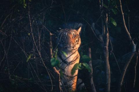 bandhavgarh national park