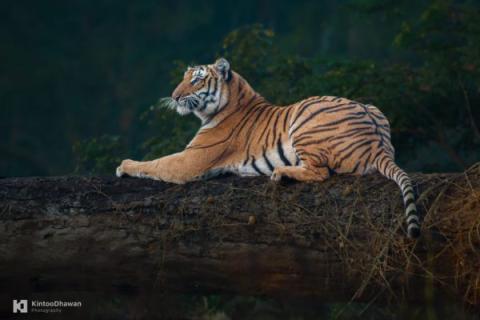 panna tiger reserve