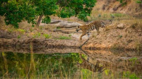 Bandhavgarh national Park Jeep Safari