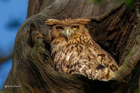 Brown fish owl