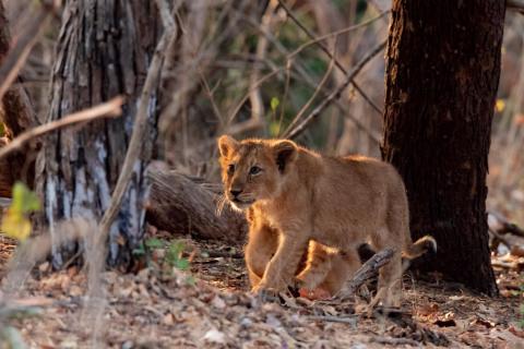 Gir Forest Safari