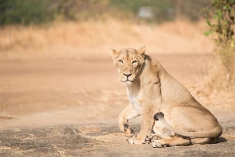 Gir National Park