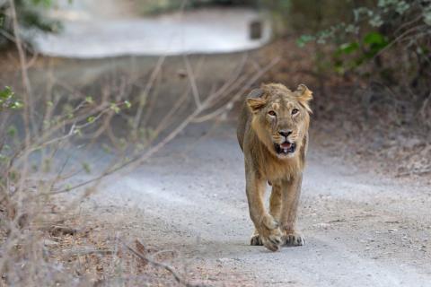 Gir National Park