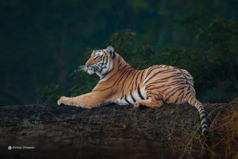 Panna National Park