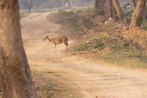  Spotted deer in jim corbett national park