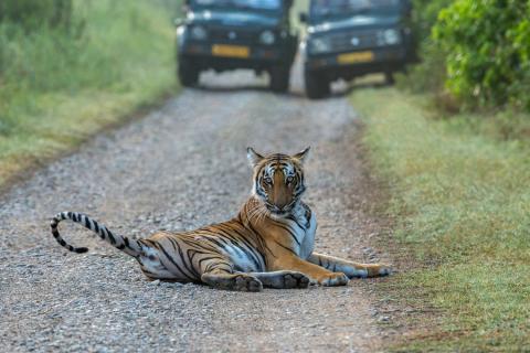 Jim Corbett National Park