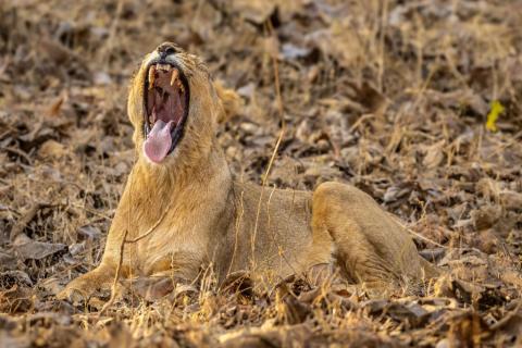  asiatic lion tour at gujarat