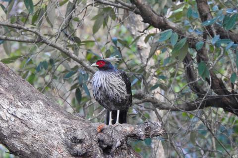 bird photography tour uttarakhand