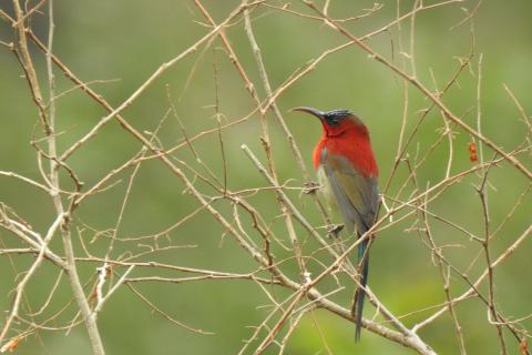 bird photography tour uttarakhand