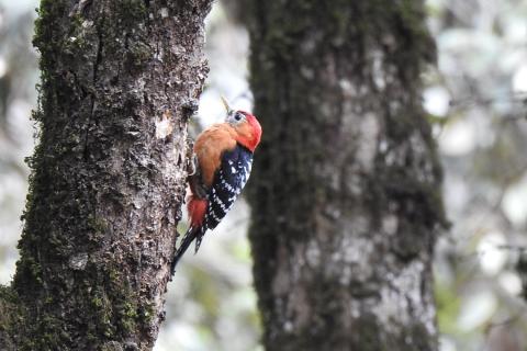 bird watching in uttarakhand