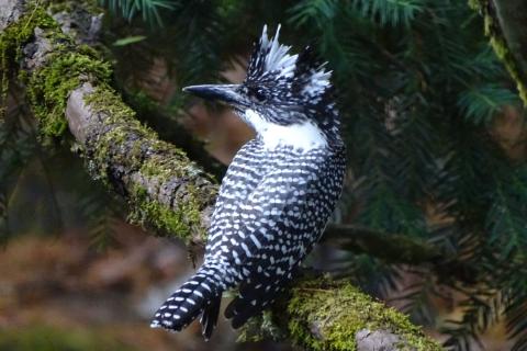  birding in jageshwar