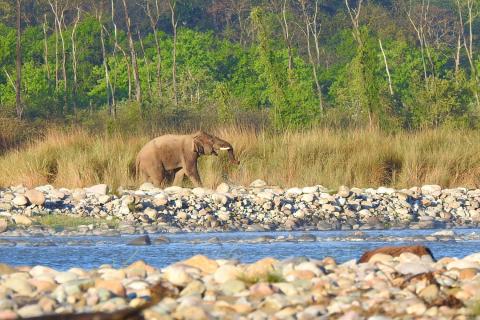  corbett park safari