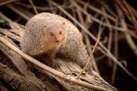  gujarat wildlife tour