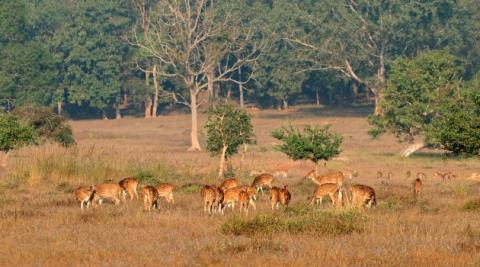 kanha national park safari