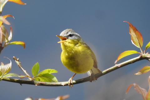 sattal bird photography