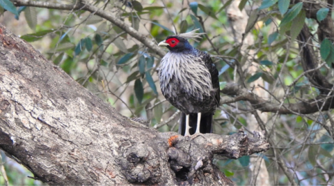 himalayan pheasant