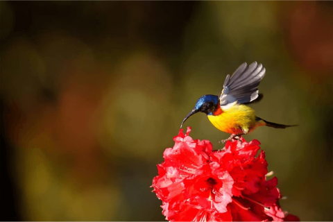 north _sikkim_birding_tours