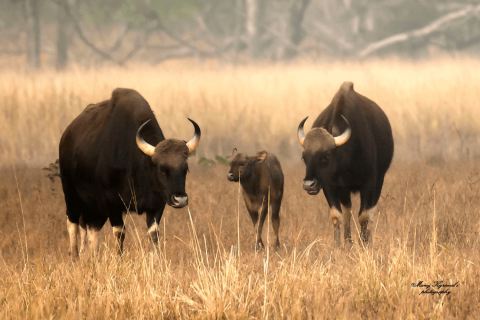 wildlife_tour_to-kanha_national_park